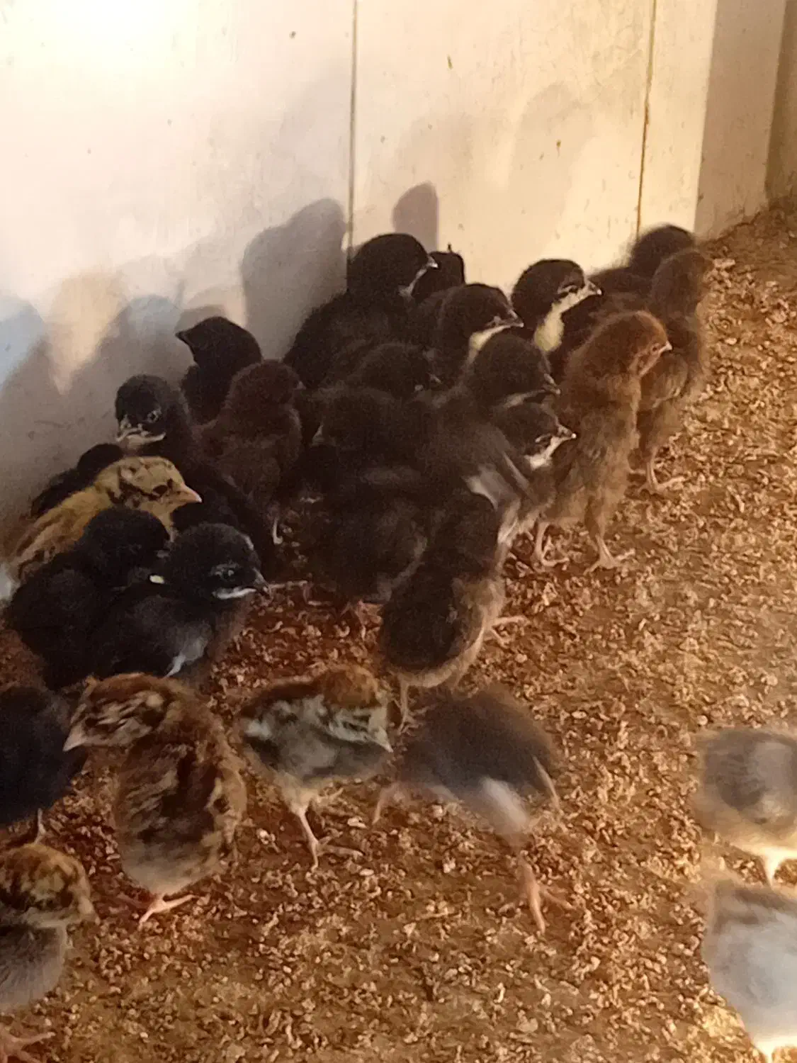 فروش ۵۰ عدد جوجه عربی|حیوانات مزرعه|رامشیر, |دیوار