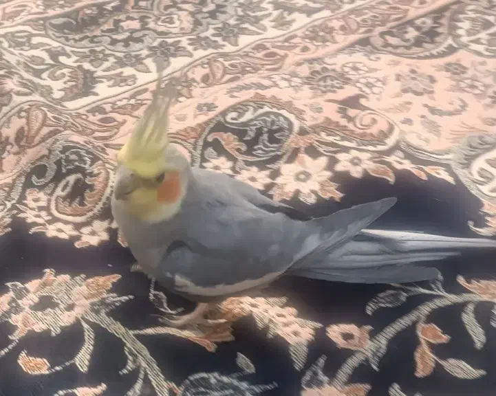 عروس هلندی نر دستی بازیگوش و سرگرم کننده|پرنده|لنجان, |دیوار