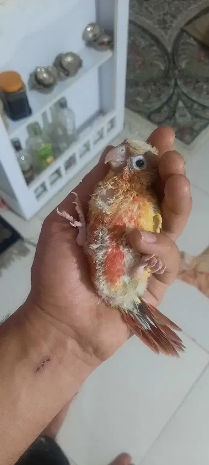 جوجه گیرنچیک|پرنده|مشهد, حجت|دیوار