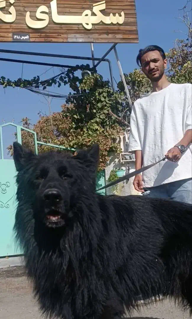 سگ ژرمن بلک سگ نگهبان و گارد|سگ|مشهد, سجاد شهر|دیوار