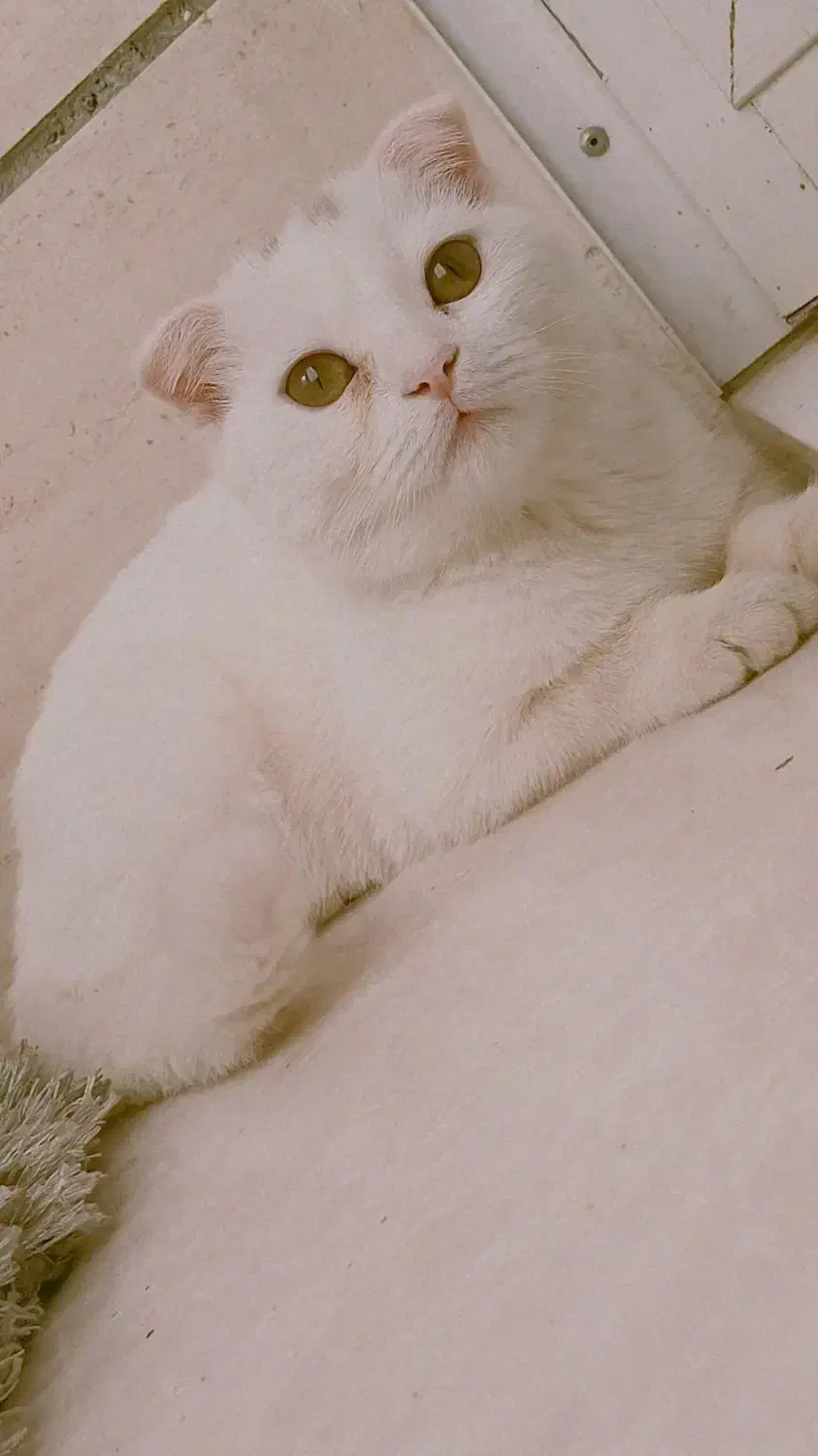 گربه اسکاتیش|گربه|مشهد, حضرت حجت|دیوار