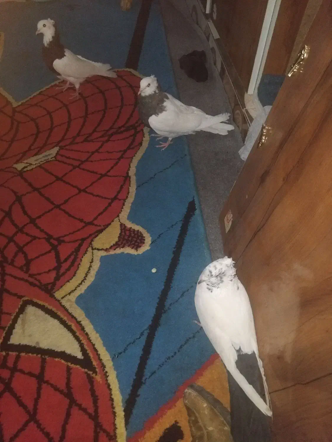 باسلام سه عدد کبوتر خوب ۲طوقی ۱دمبی|پرنده|یاسوج, |دیوار