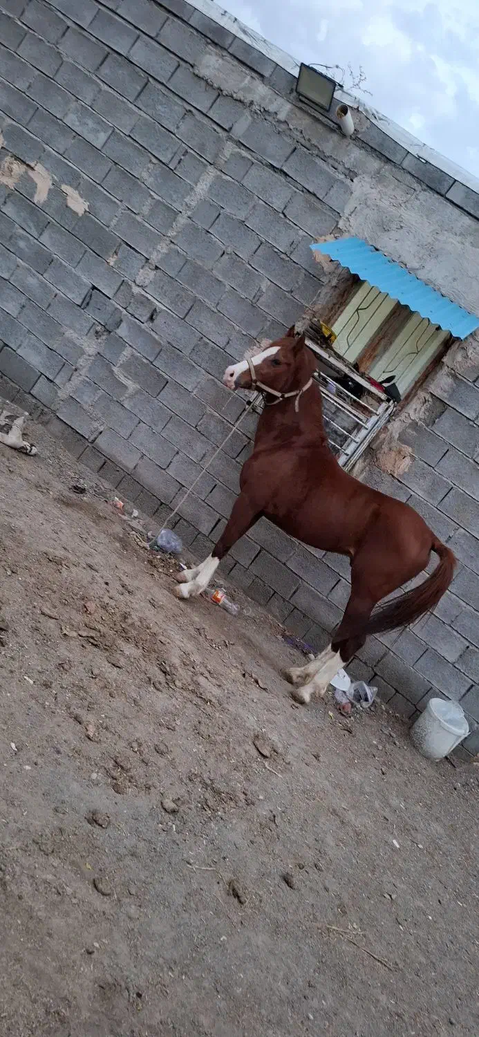 نریان کورسی|اسب و تجهیزات اسبسواری|میناب, |دیوار