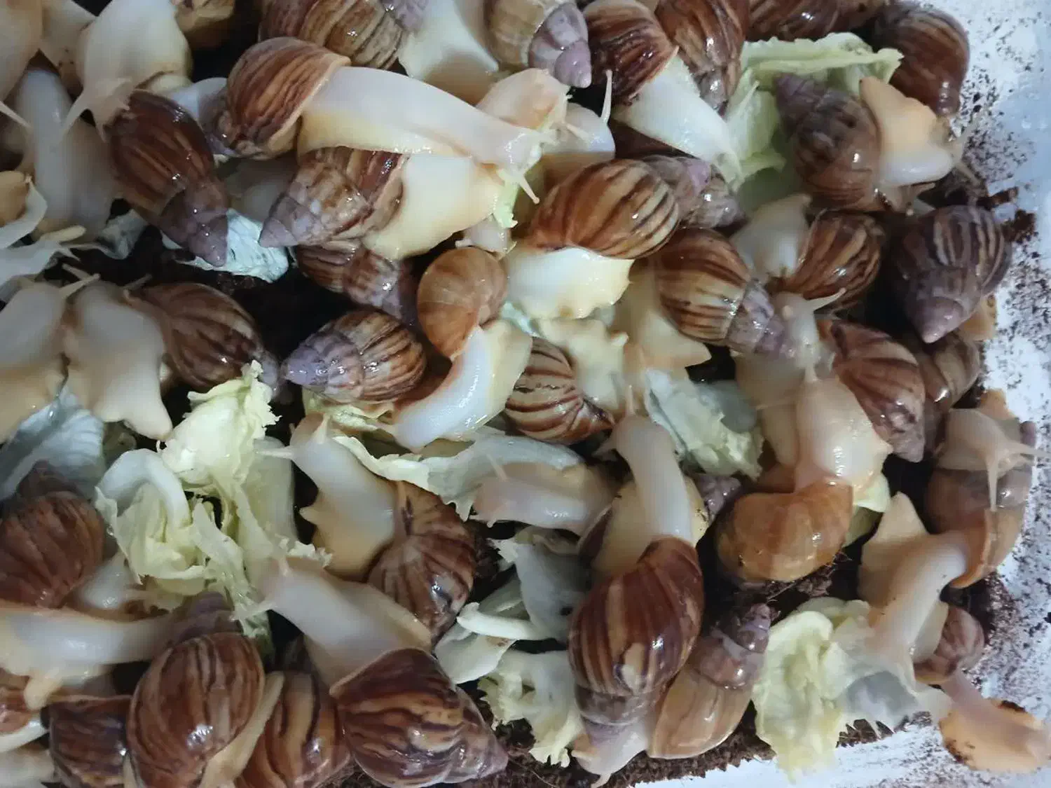 حلزون مولد|خزنده|پیر بکران, |دیوار