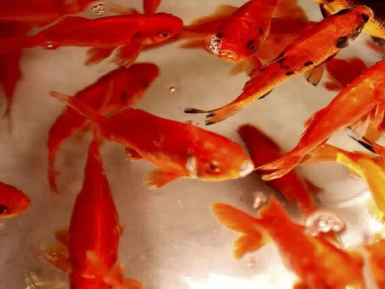 انواع ماهی گلدفیش شب عید و ماهی قرمز|ماهی|آمل, |دیوار