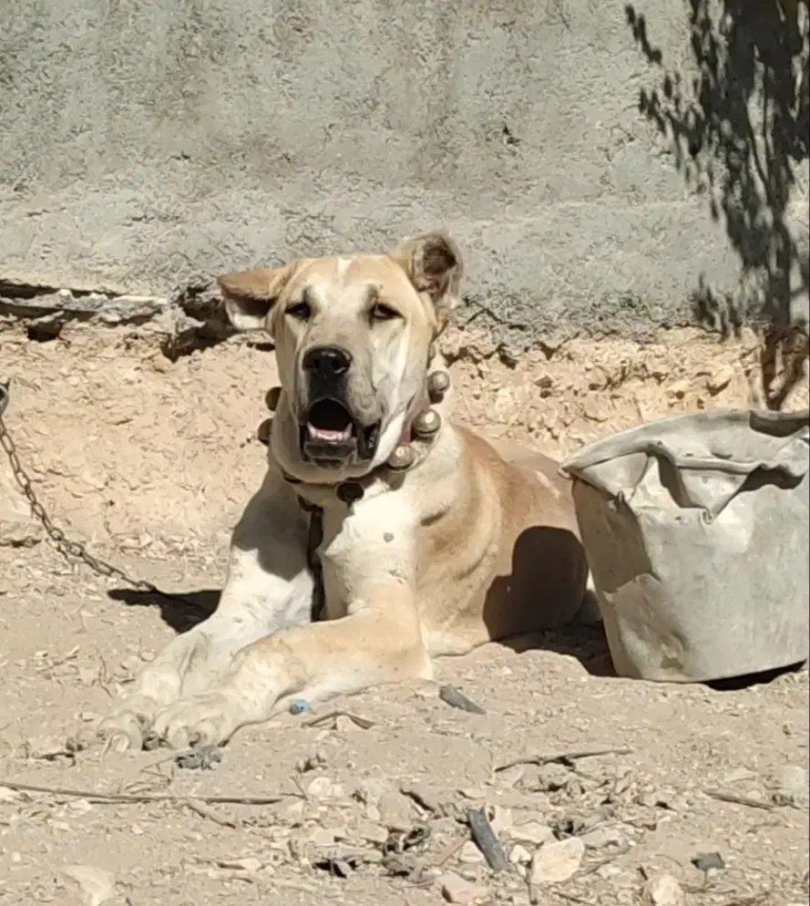 توله سگ 7ماهه نر|سگ|تربتحیدریه, کلاته توکلی|دیوار