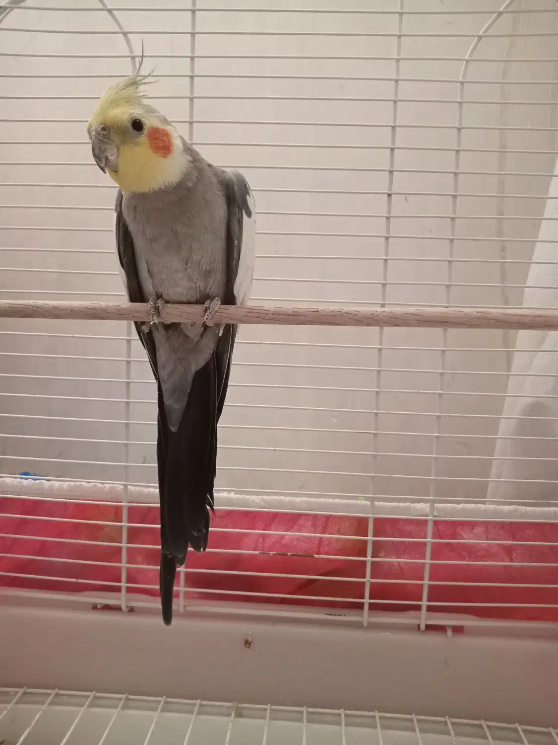 عروس هلندی سخنگو|پرنده|ارومیه, |دیوار