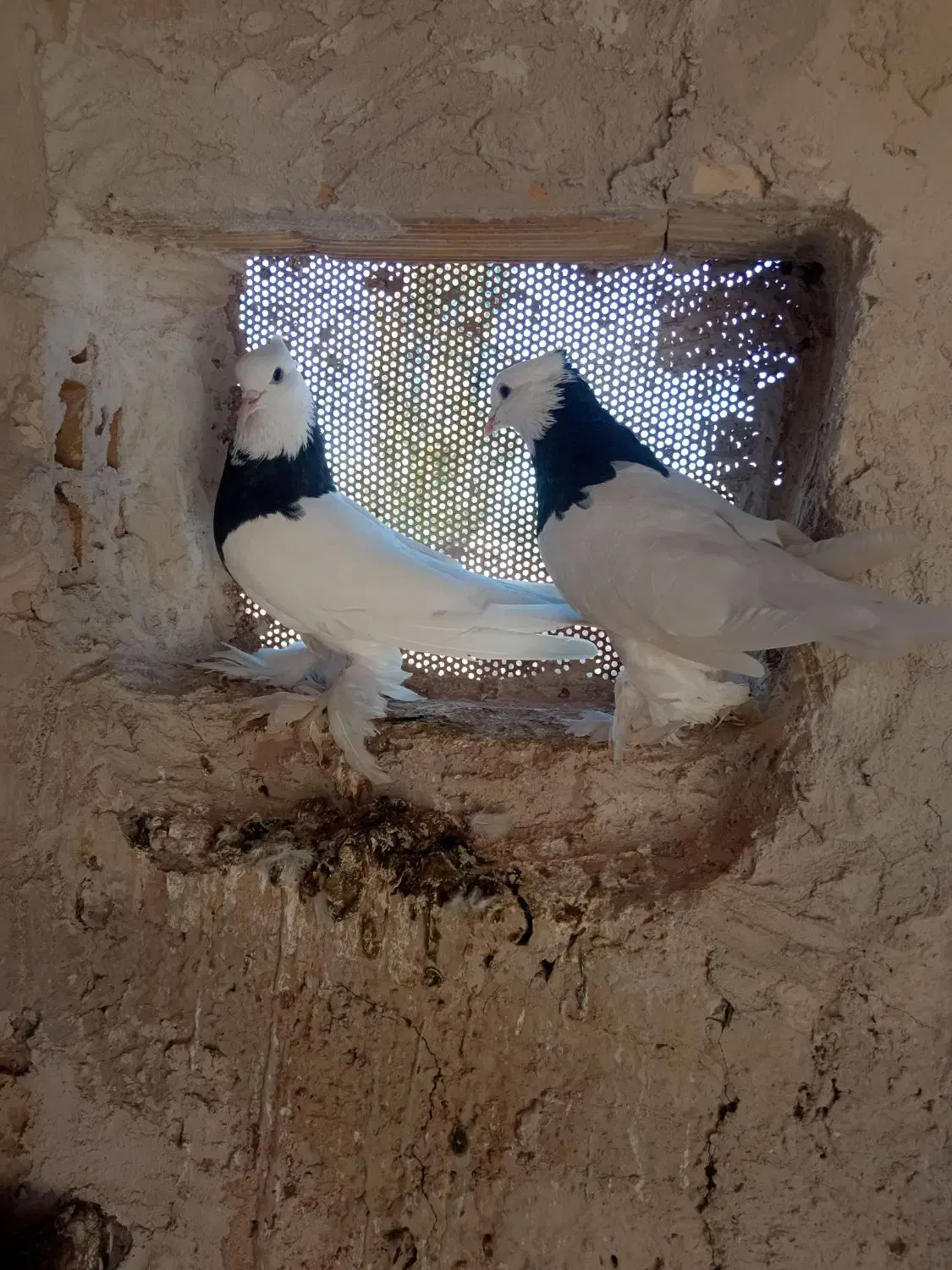 طوقی|پرنده|کشکسرای, |دیوار