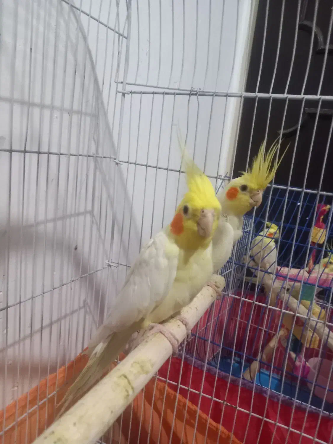 عروس هلندی مولد|پرنده|اراک, |دیوار