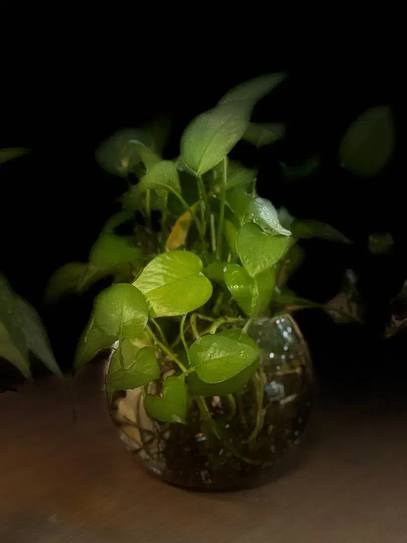 ترک اعتیاد قطعی با روش علمی و ایمن|خدمات آرایشگری و زیبایی|اندیشه, اندیشه فاز ۳|دیوار