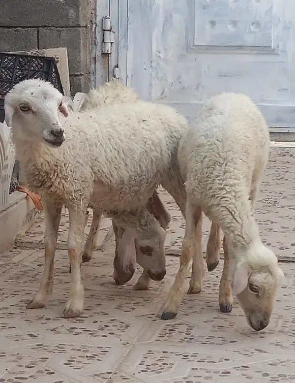 3تا بره ماده مخصوص داشت درخونه پرواری کبابی|حیوانات مزرعه|بندرعباس, |دیوار