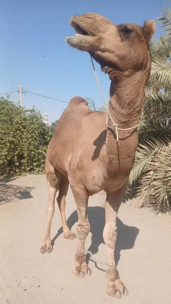 شتر نر محلی مخصوص داشت|حیوانات مزرعه|تخت, |دیوار