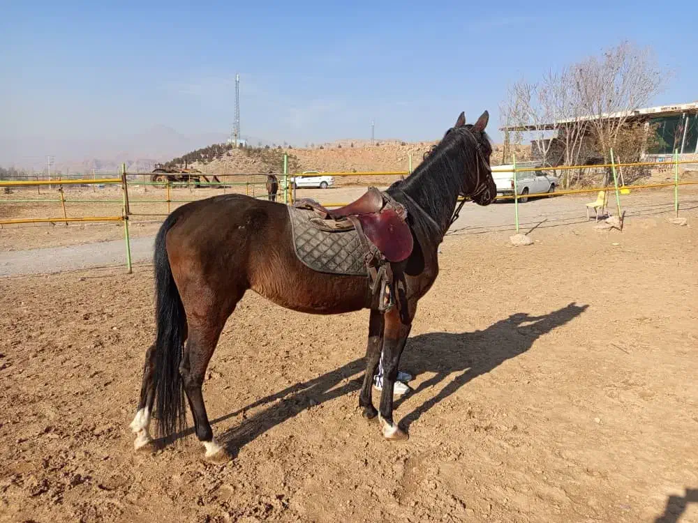 اسب کرد عرب|اسب و تجهیزات اسبسواری|تبریز, |دیوار