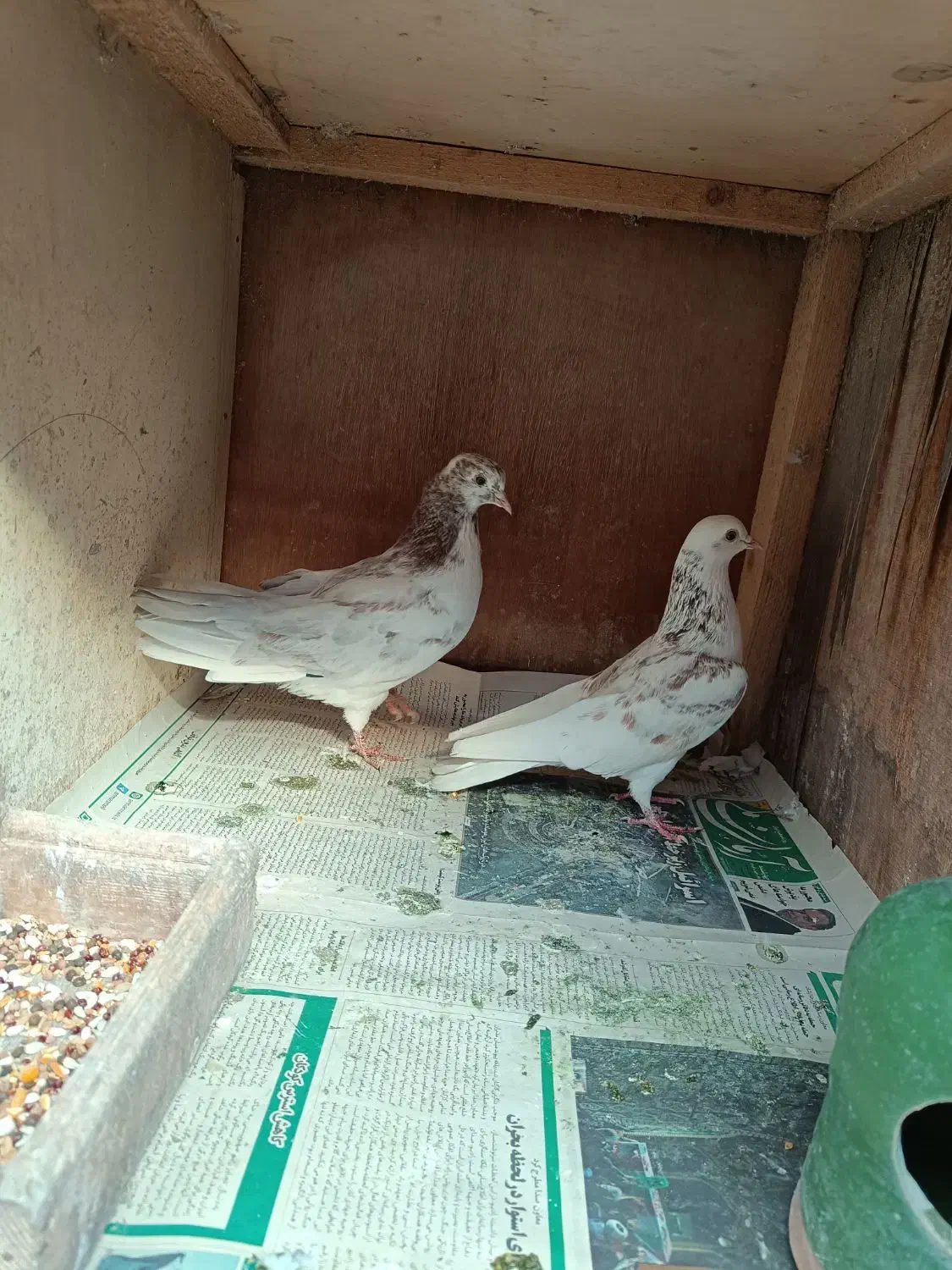 جفت کبوتر|پرنده|کلاچای, |دیوار