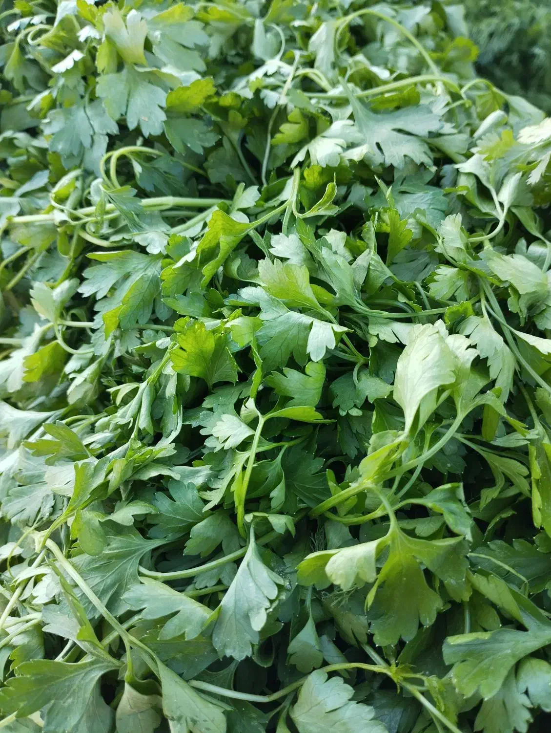 سبزی خورشی و اسفناج میدان بسیج ساعت 4|خوردنی و آشامیدنی|بم, |دیوار