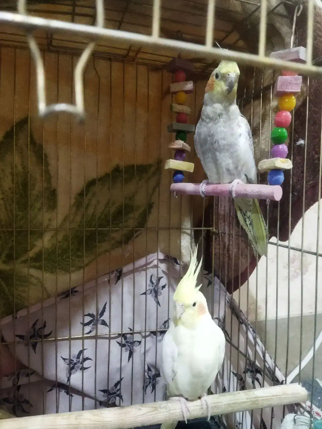 عروس هلندی|پرنده|قیدار, |دیوار