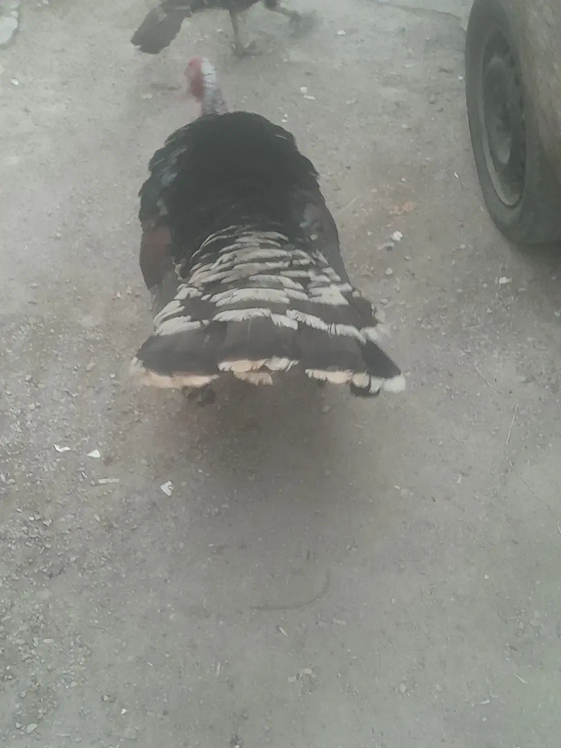 بوقلمون|حیوانات مزرعه|اهواز, کوی علوی|دیوار