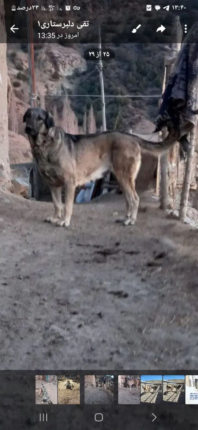 ماده‌عراقی‌۴ساله‌گم‌شده|سگ|میانه, |دیوار