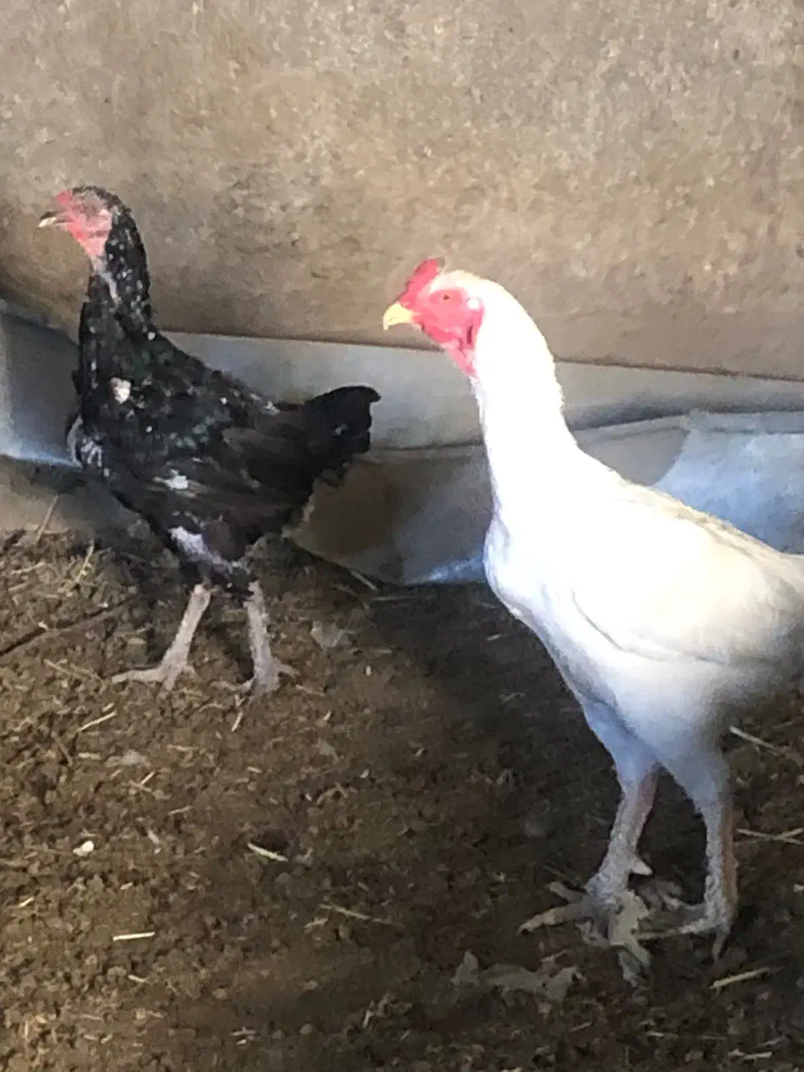 خروس|حیوانات مزرعه|باخزر, |دیوار