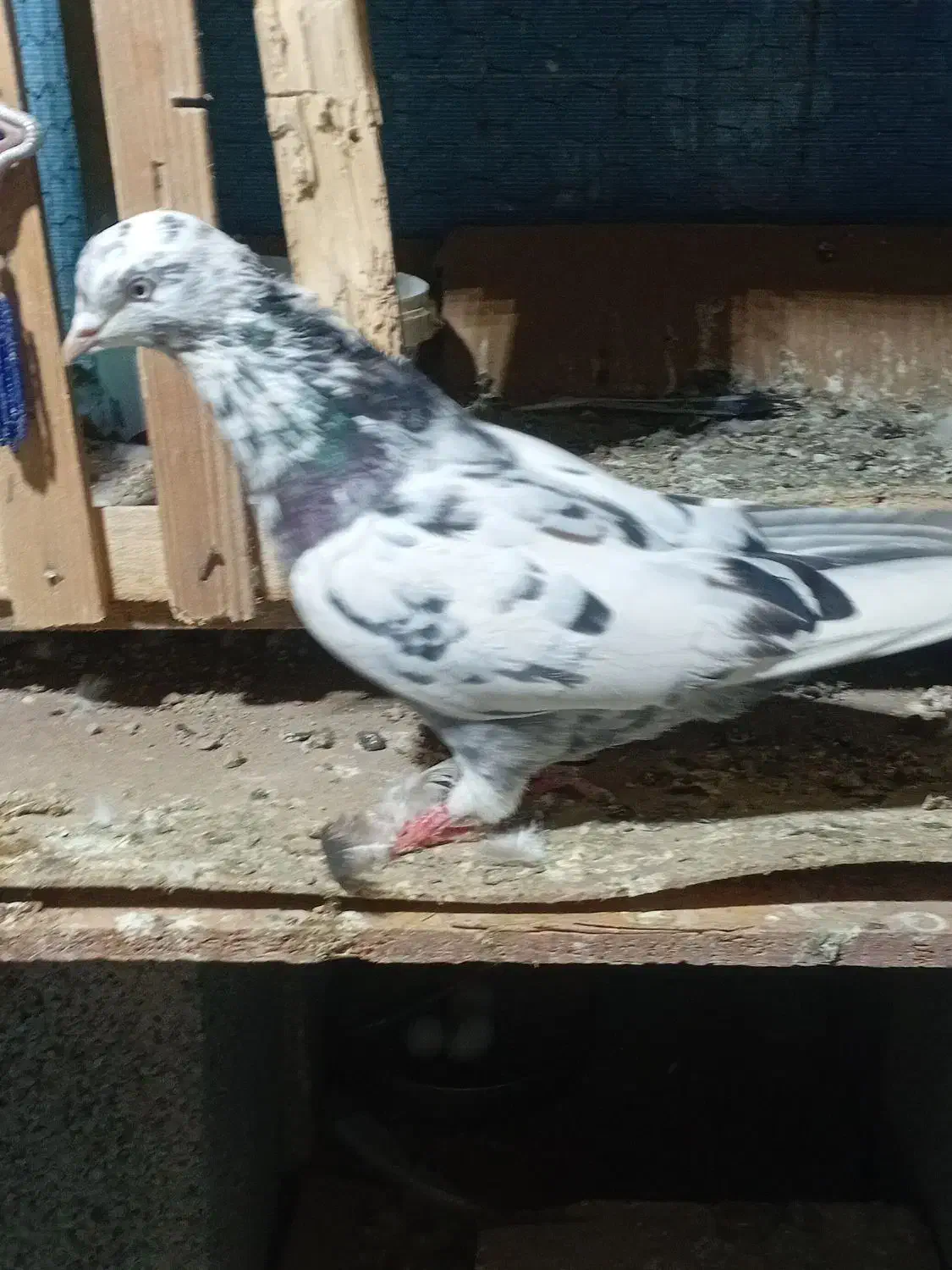 دوتا نر و ماده مامونیه|پرنده|ساوه, |دیوار