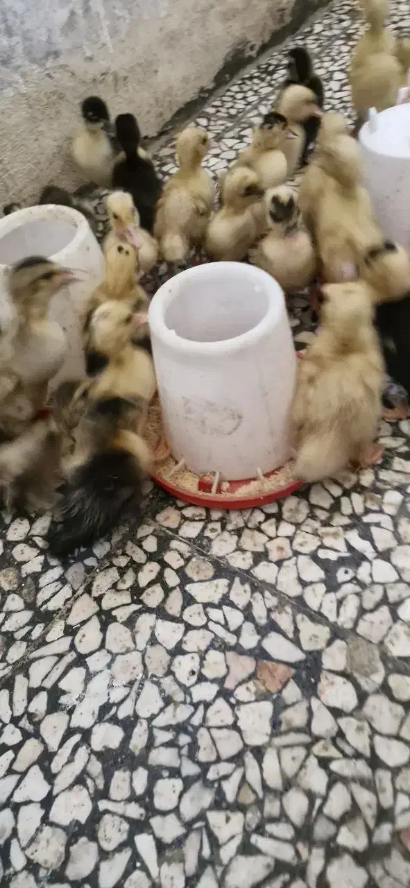 جوجه اردک و جوجه مرغ یکهفتهای|حیوانات مزرعه|رشت, باهنر|دیوار