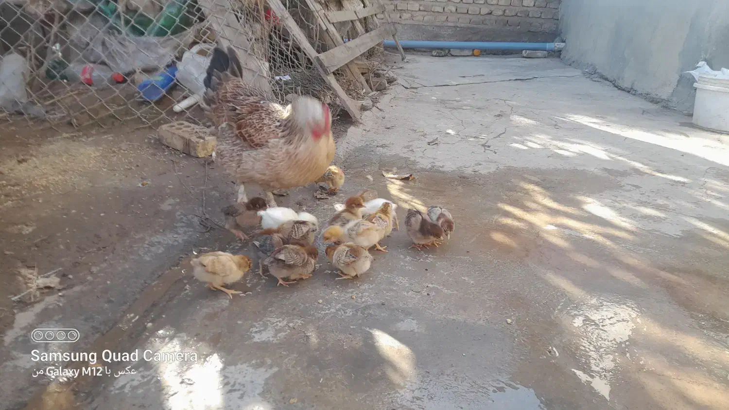 مرغ محلی با جوجه ها|حیوانات مزرعه|آق قلا, |دیوار