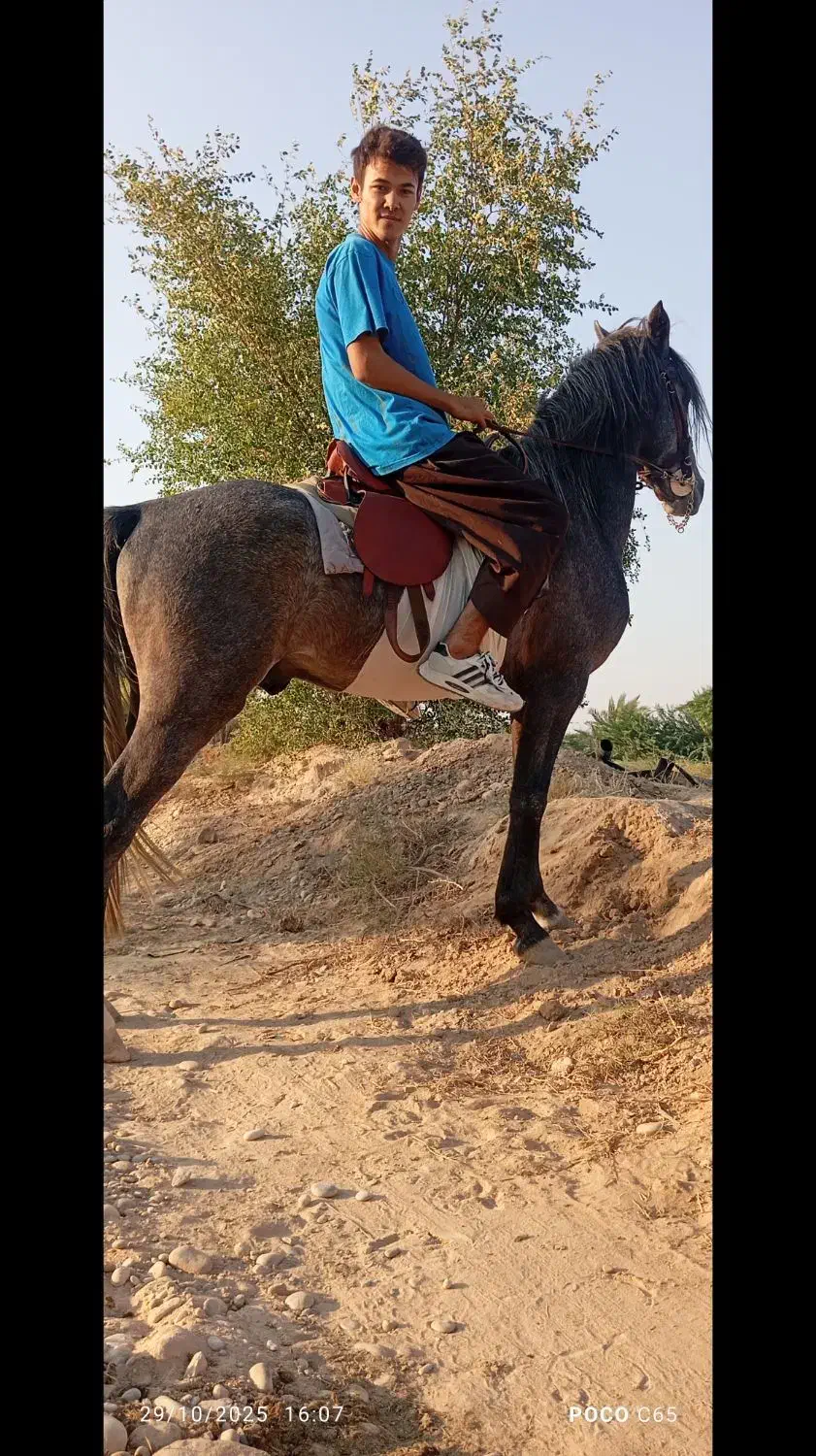 اسب|اسب و تجهیزات اسب‌سواری|شبانکاره, |دیوار