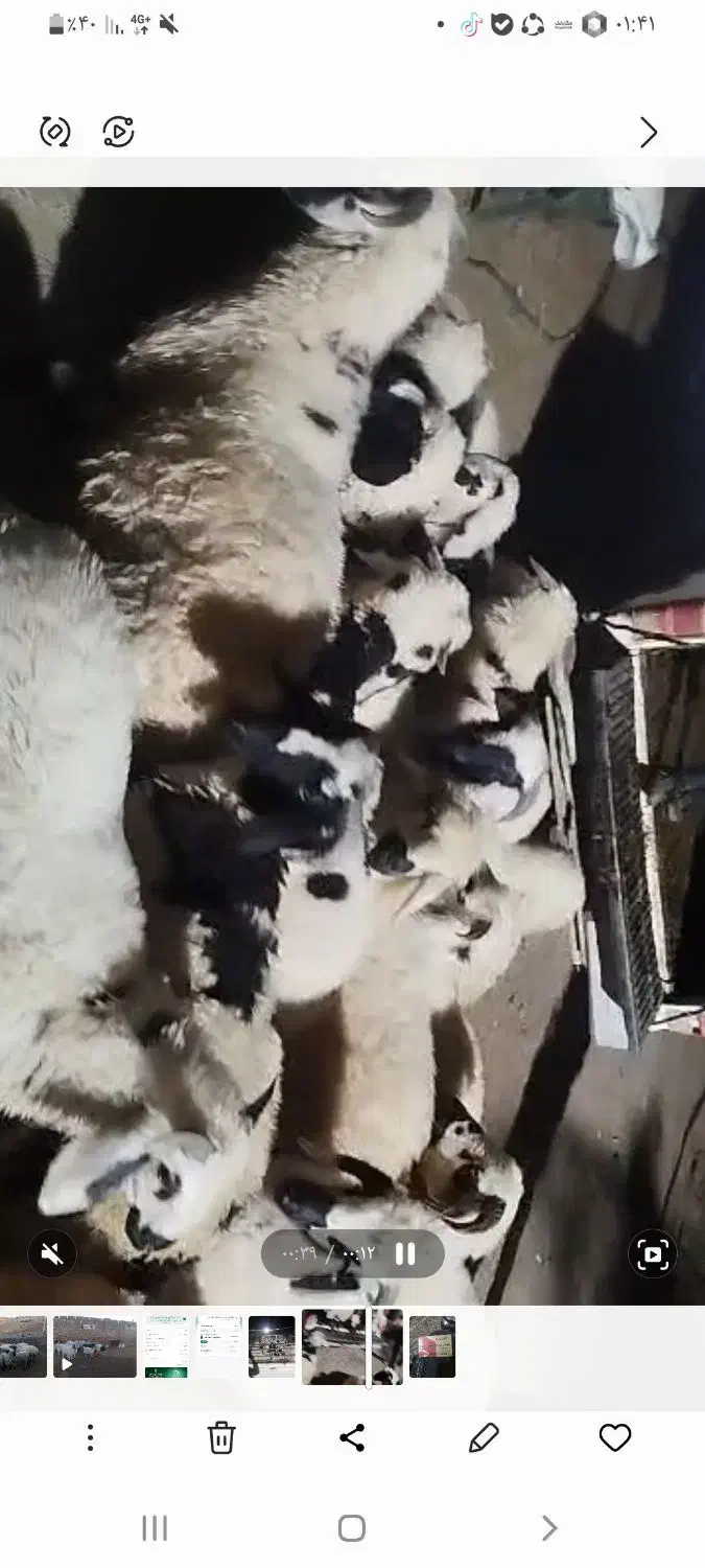 بره سبک ناز|حیوانات مزرعه|رفسنجان, |دیوار