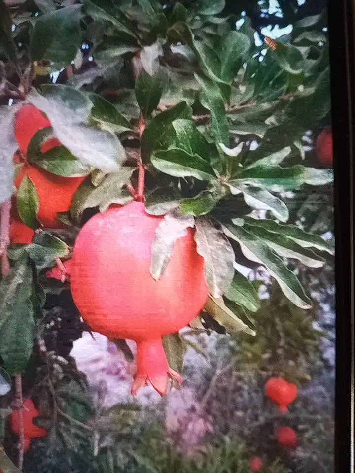 انار ربی|خوردنی و آشامیدنی|کاشان, دشت لتحر|دیوار