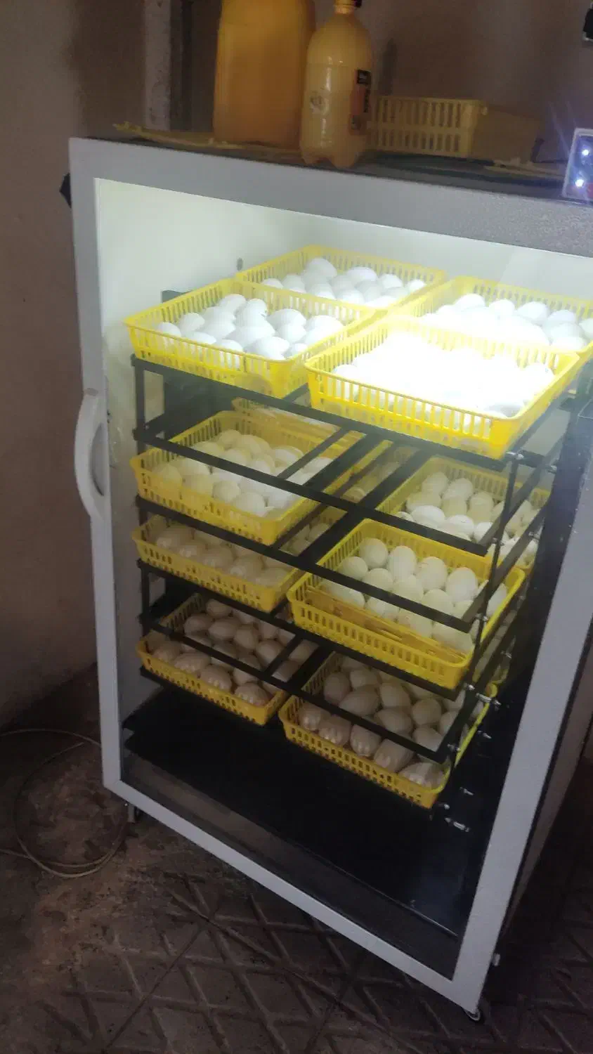 تخم غاز قوغاز برای جوجه کشی|حیوانات مزرعه|شهریار, رزکان|دیوار