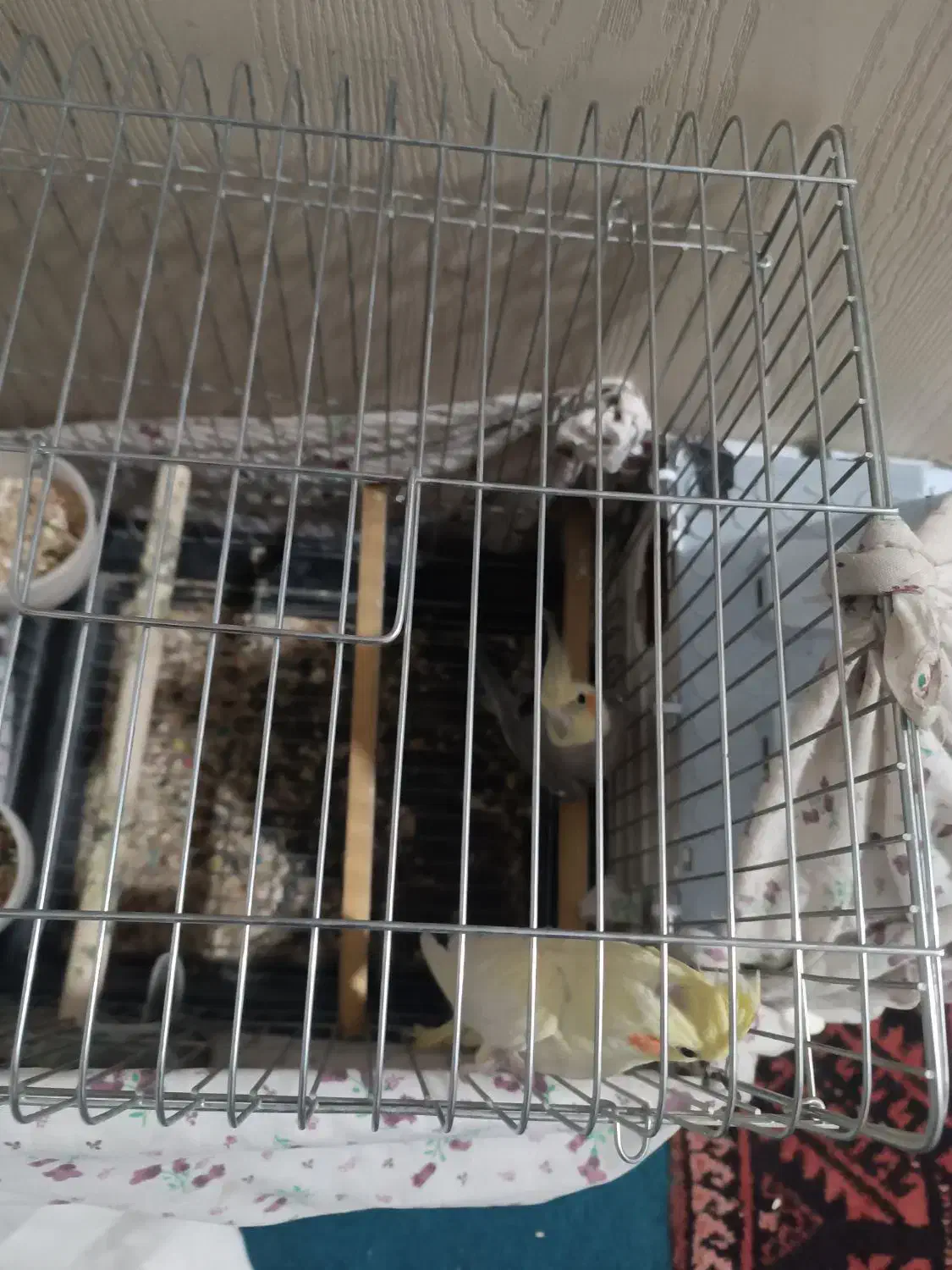 عروس هلندی|پرنده|نسیمشهر, |دیوار