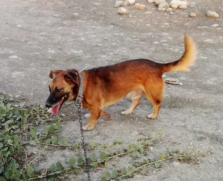 سگ پاکوتاه|سگ|گنبد کاووس, |دیوار