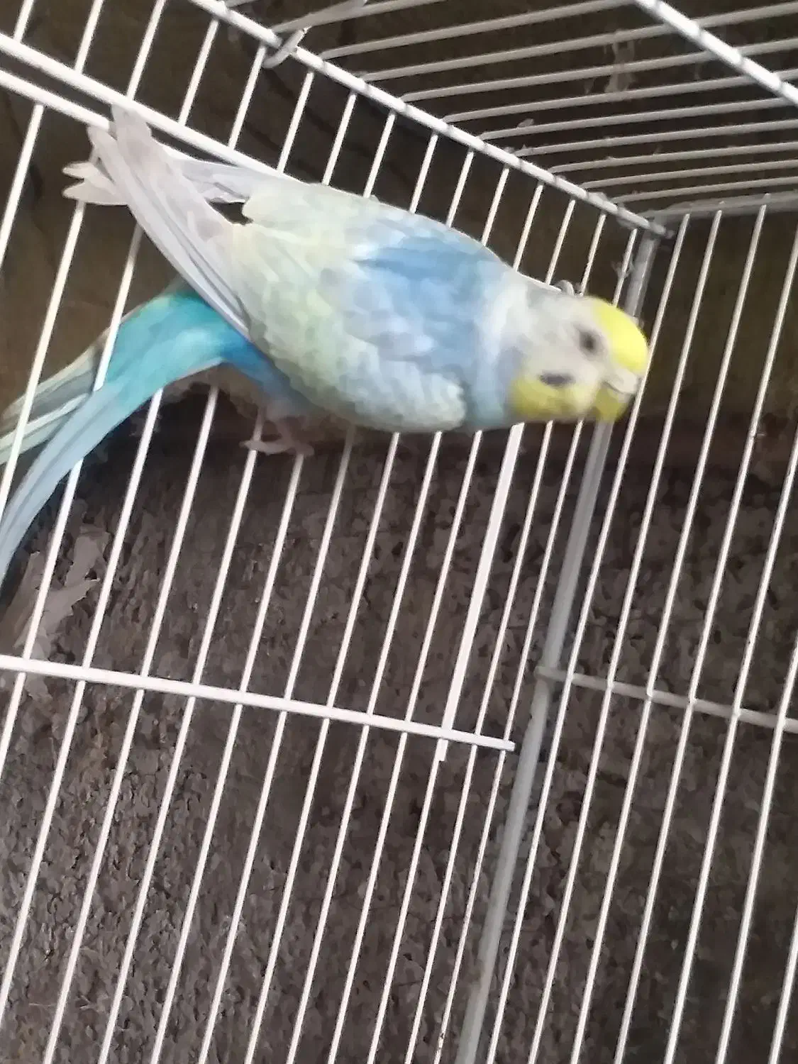 جفت  مرغ عشق رینبو(رنگین کمانی)|پرنده|لاهیجان, کوی استادان|دیوار