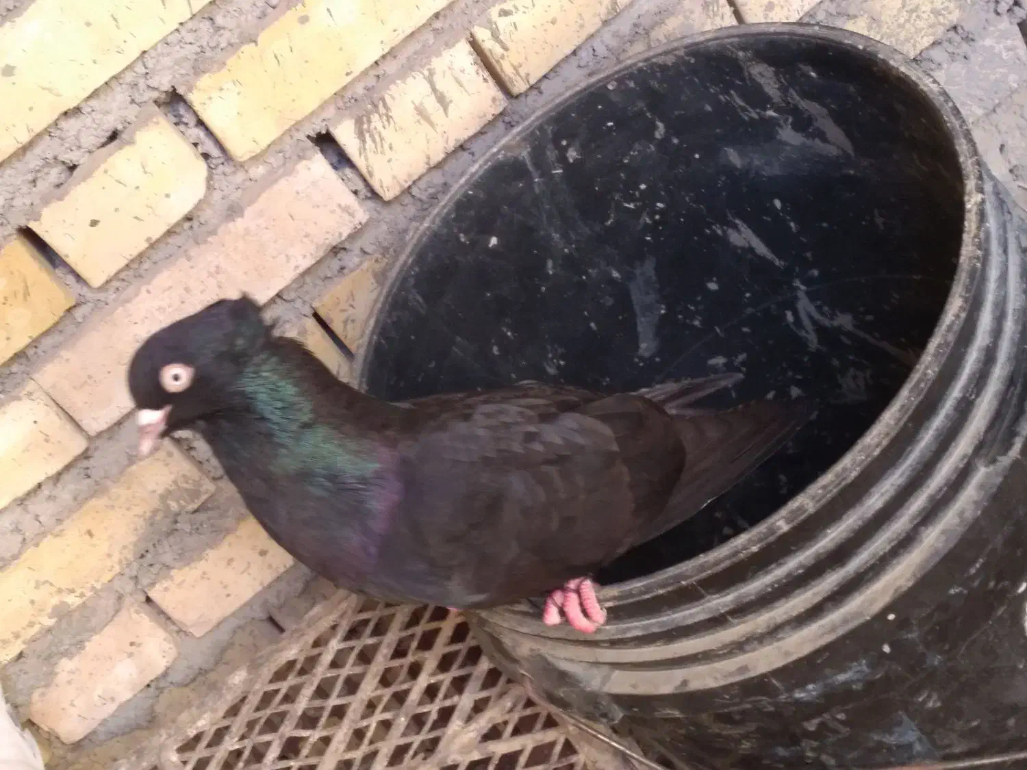 کبوتر زاغ ابادانی|پرنده|شادگان, |دیوار