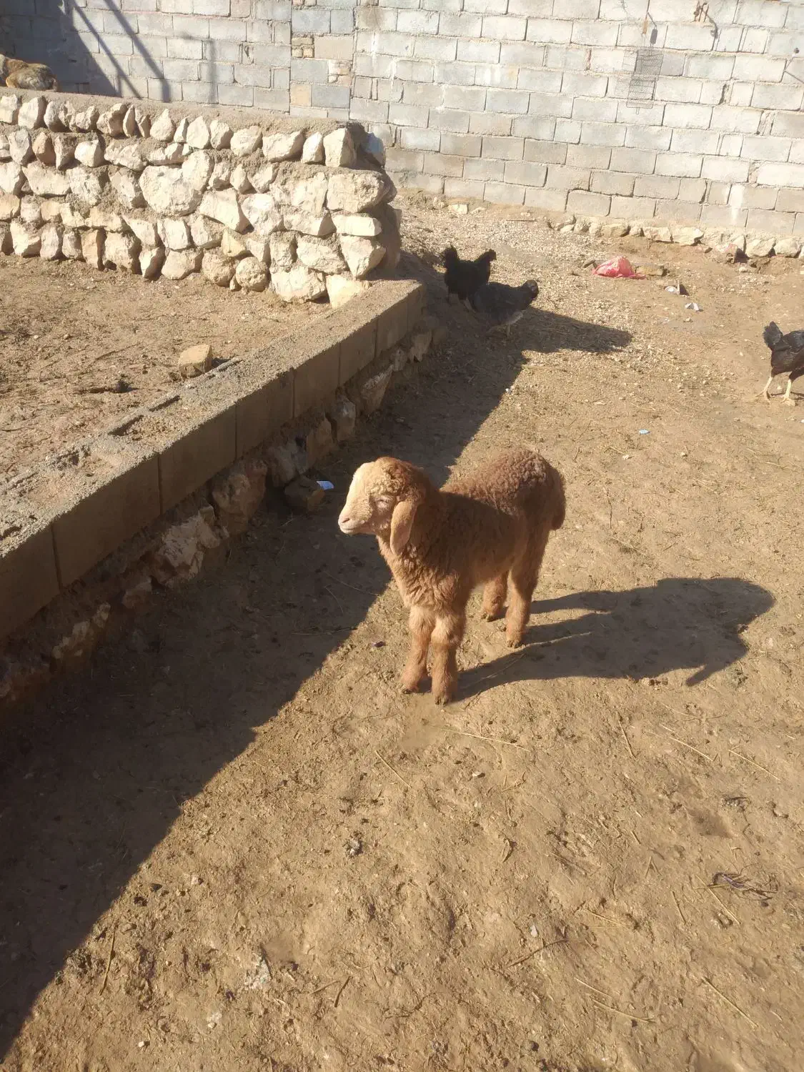 میش بره دار|حیوانات مزرعه|گرمخان, |دیوار