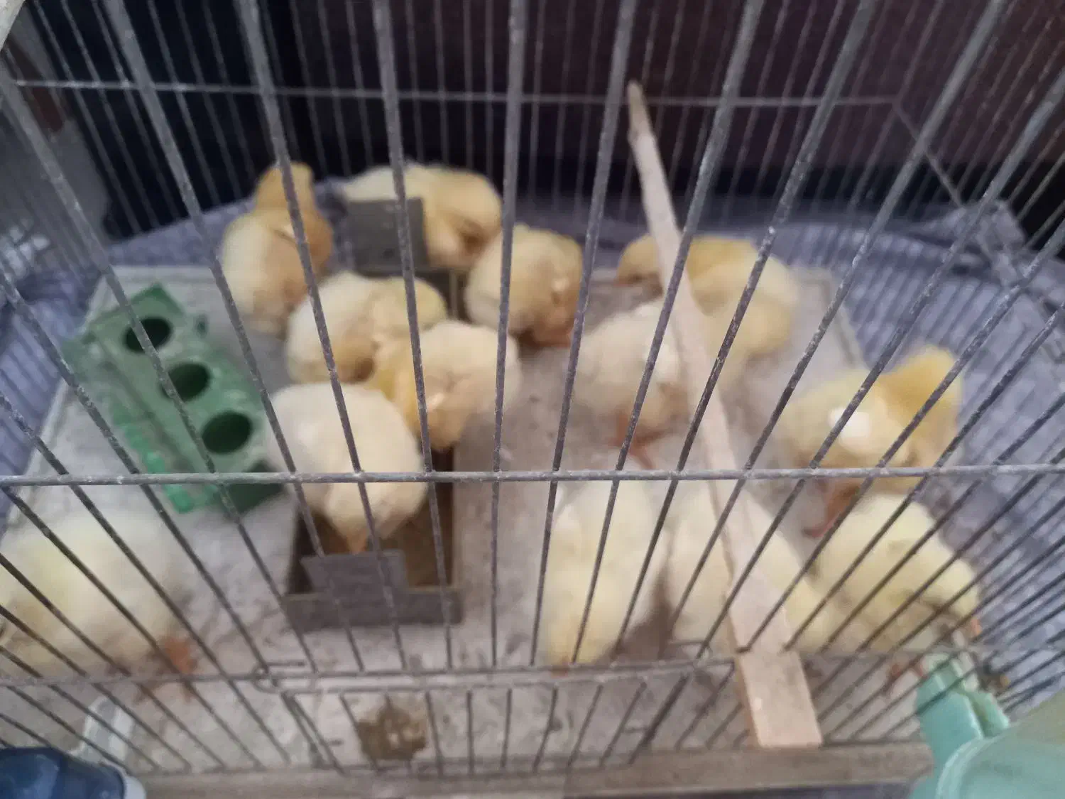 جوجه|حیوانات مزرعه|تهران, شهرک کوهسار|دیوار