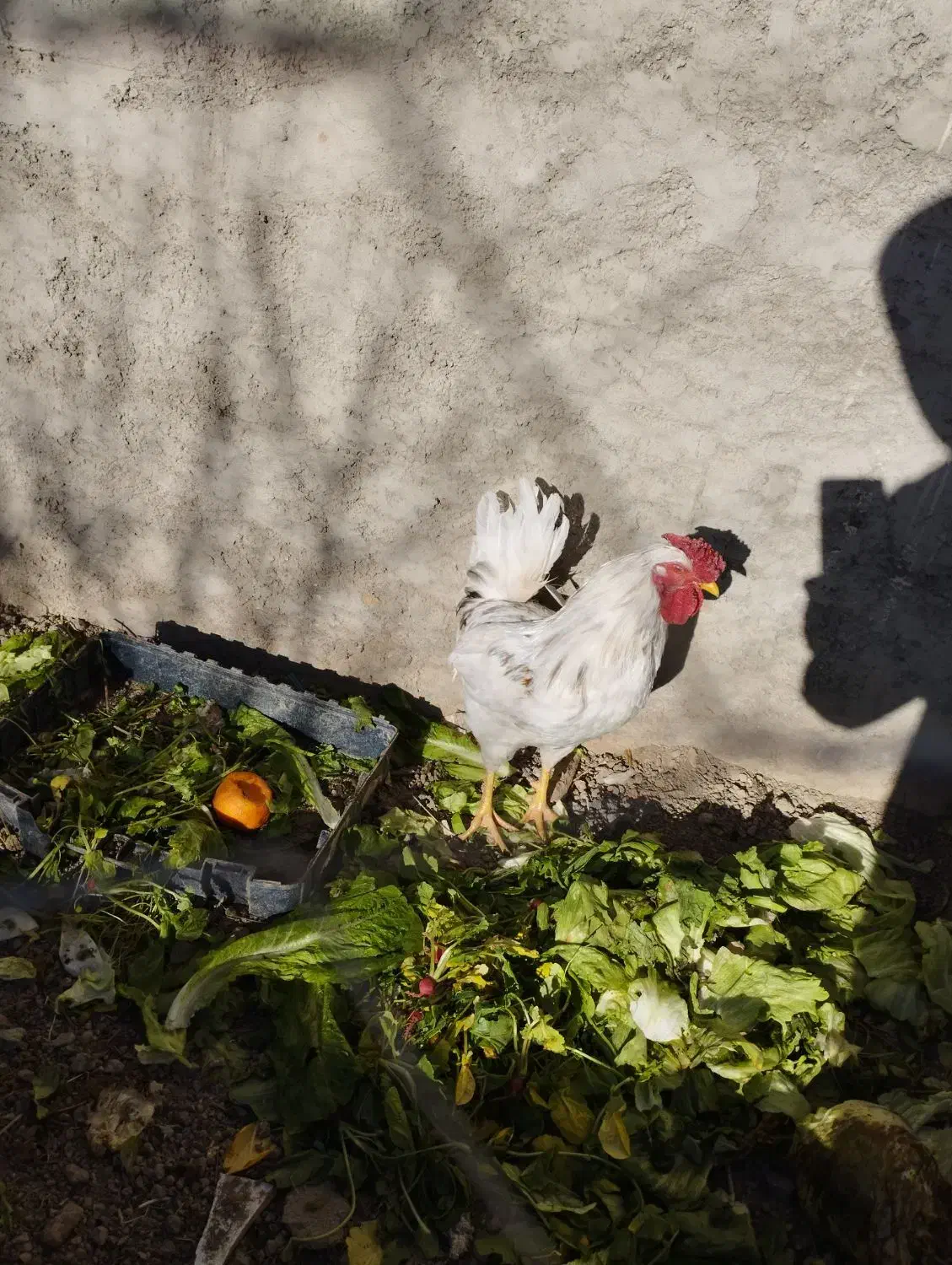 خروس گلین|حیوانات مزرعه|مبارکه, |دیوار