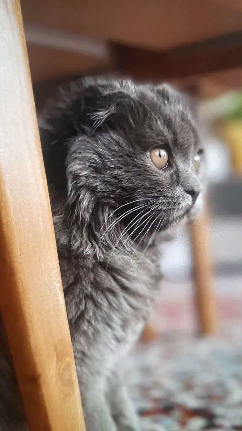 گربه اسکاتیش طوسی آروم|گربه|فولادشهر, C1|دیوار