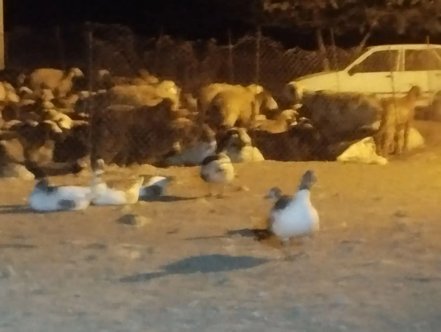 غاز|حیوانات مزرعه|یاسوج, |دیوار