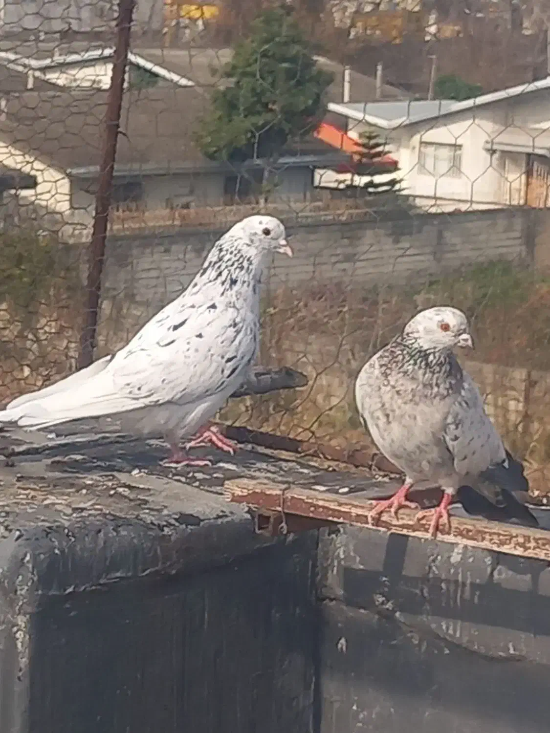 کبوتر پرشی|پرنده|قائمشهر, |دیوار