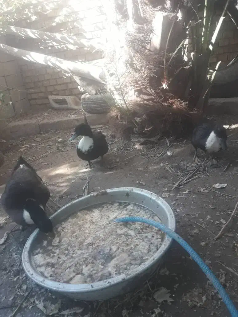 سه اردک دو نر یک عدد ماده بشرط سالم تخم گزار|حیوانات مزرعه|حمیدیه, |دیوار