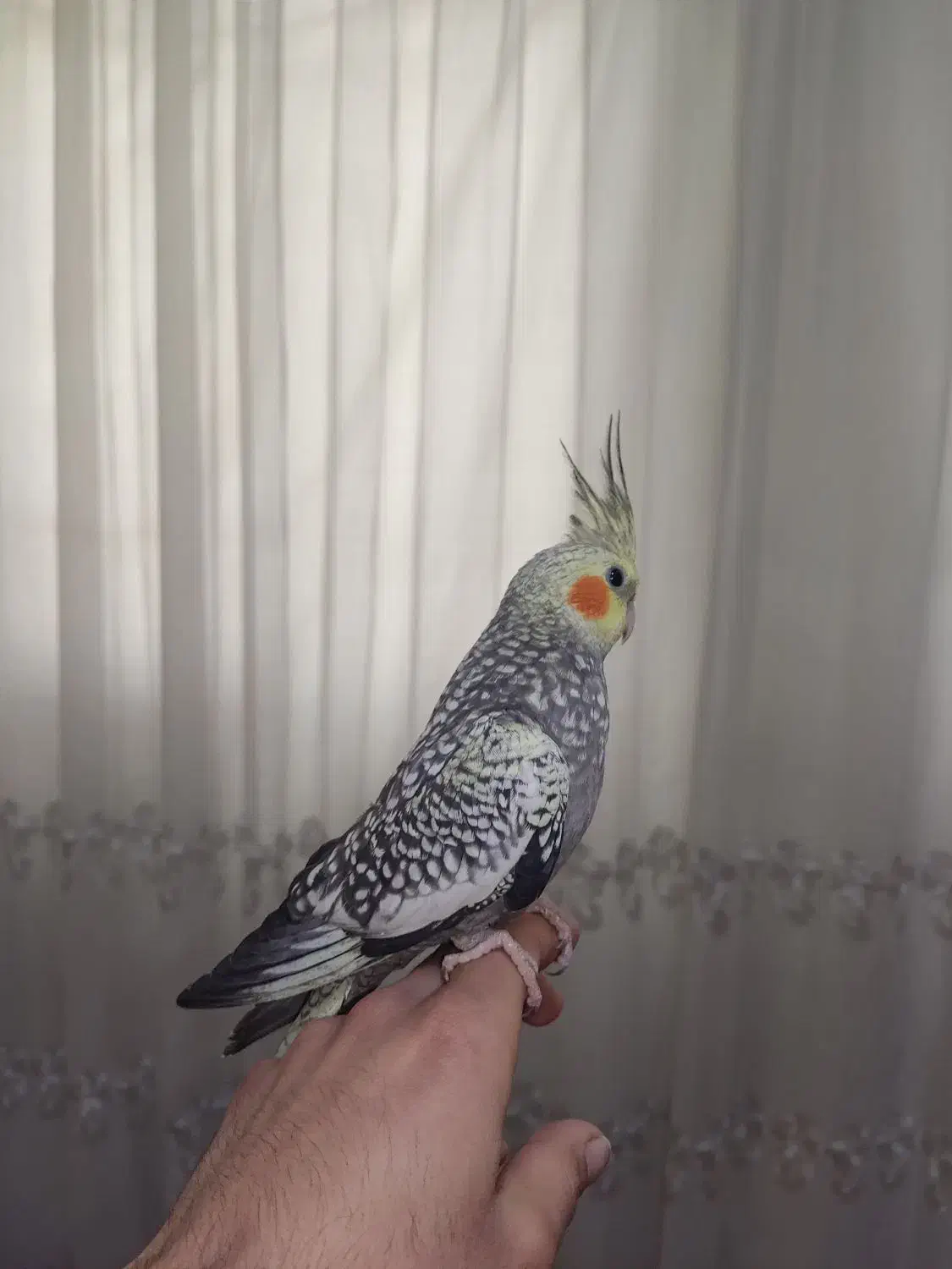 عروس هلندی|پرنده|شاهدشهر, |دیوار