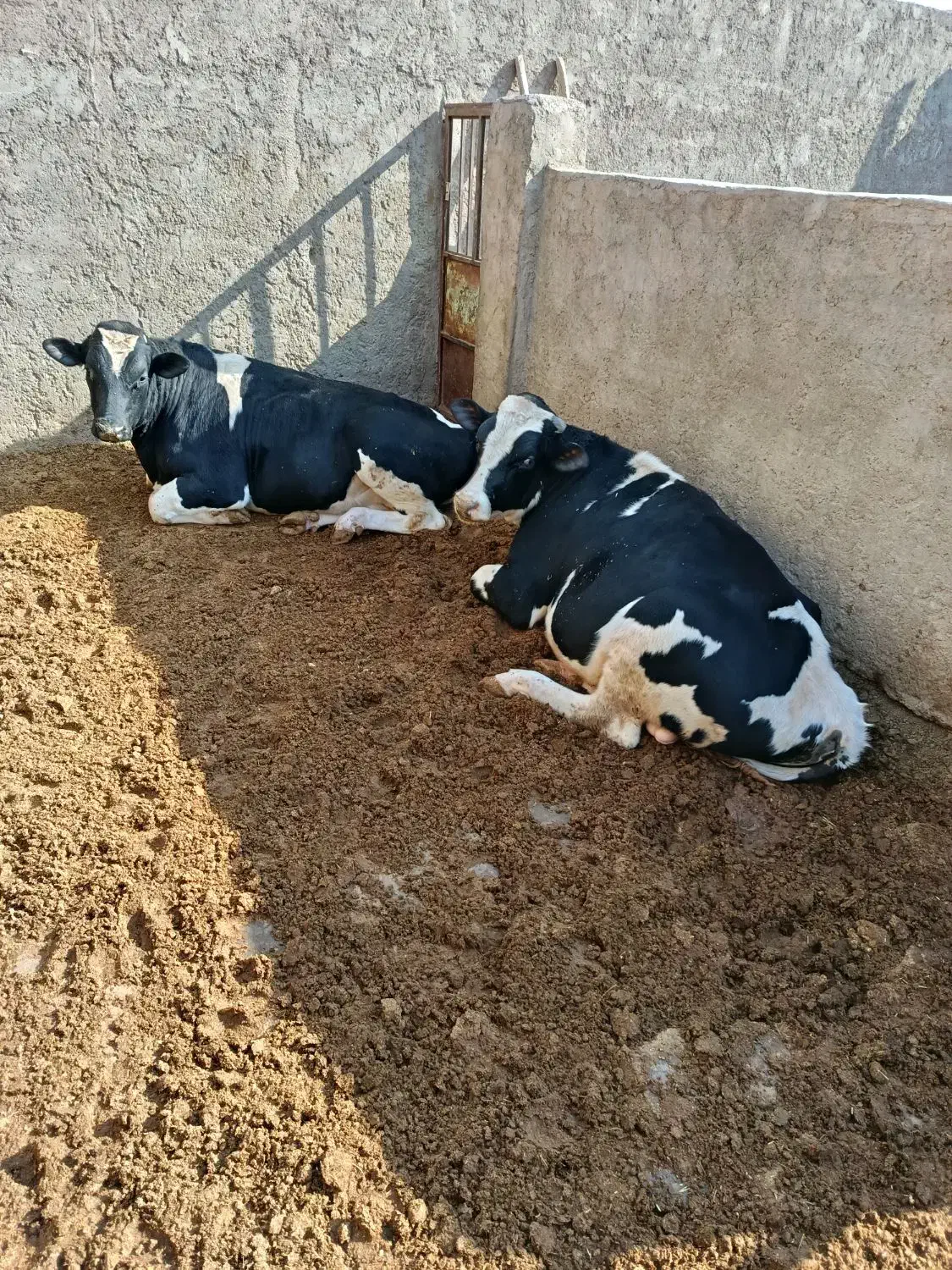 گوساله نر|حیوانات مزرعه|بادرود, |دیوار