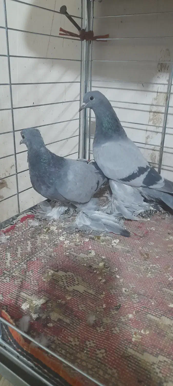 یک جفت یاهو قیمت ۲میلیون|پرنده|لالجین, |دیوار