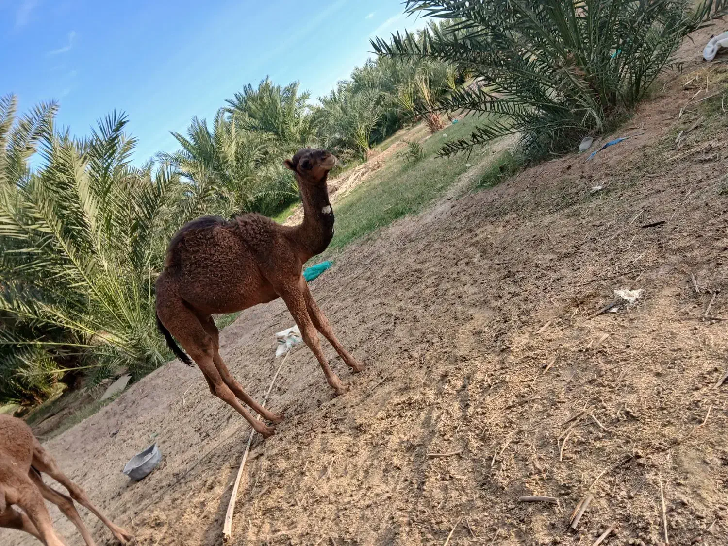 شترنرفروشی|حیوانات مزرعه|دلگان, |دیوار