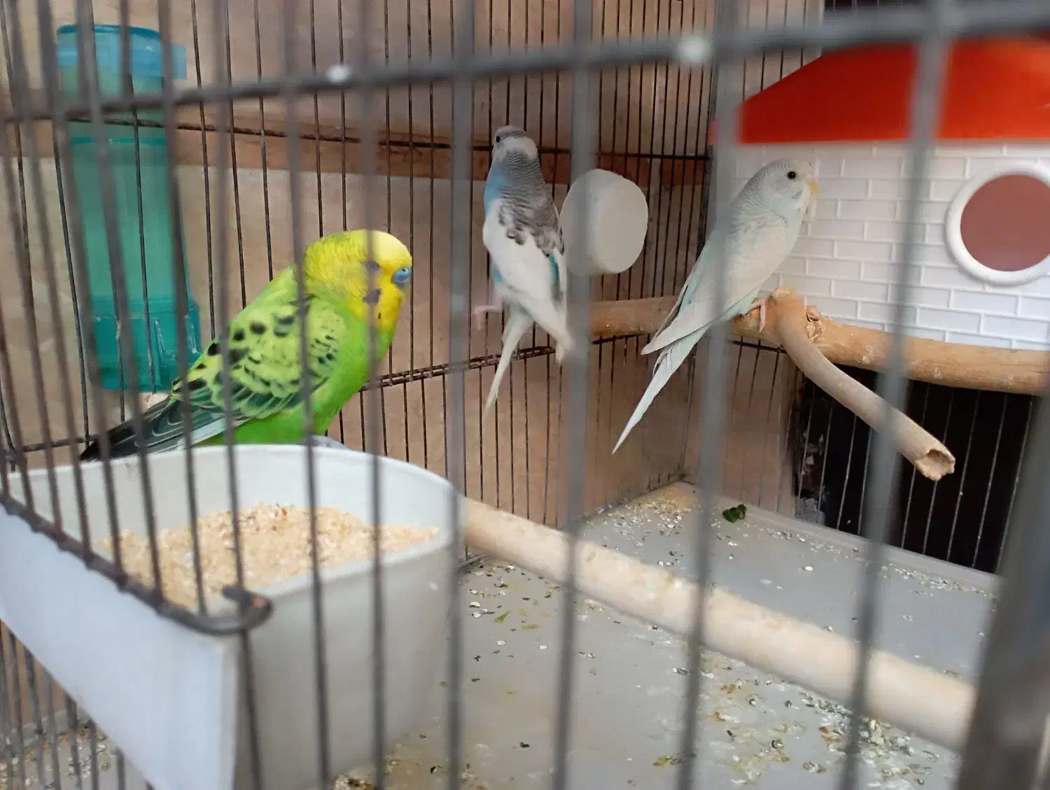 یک جفت مرغ عشق مولد با یک جفت فنچ|پرنده|اسلام‌شهر, صادقیه|دیوار