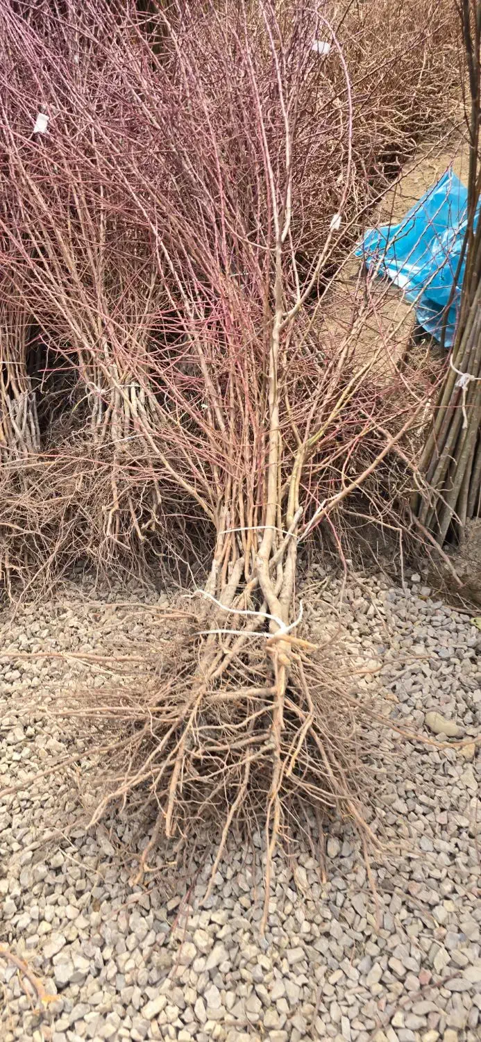 نهال بادام،کاشتامروز،سودفردا|خدمات باغبانی و درختکاری|آباده, |دیوار