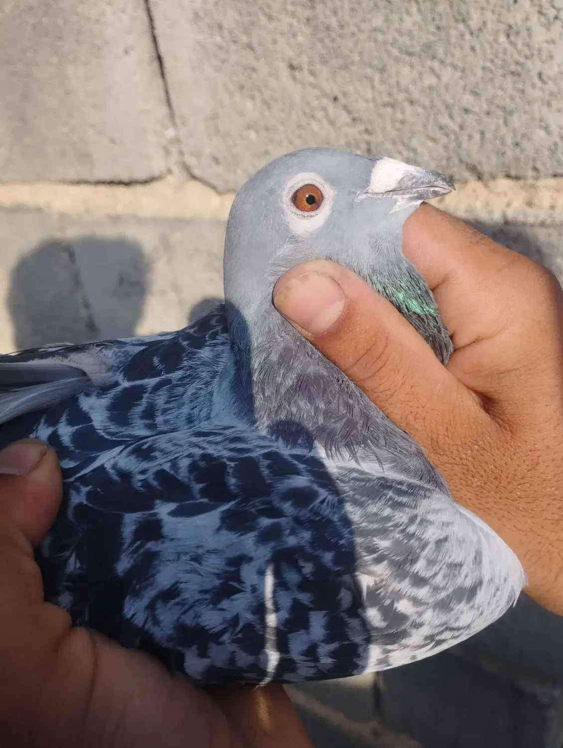 پلاکی گمشده|حیوانات|دورود, |دیوار