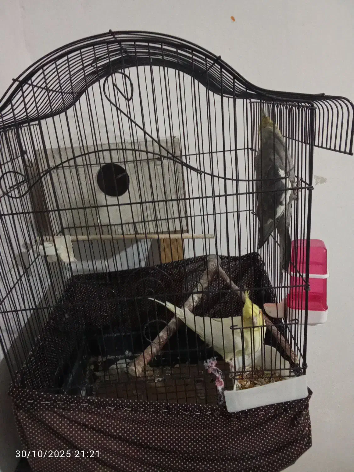 دو جفت عروس هلند سالم نر ماده|پرنده|شبستر, |دیوار