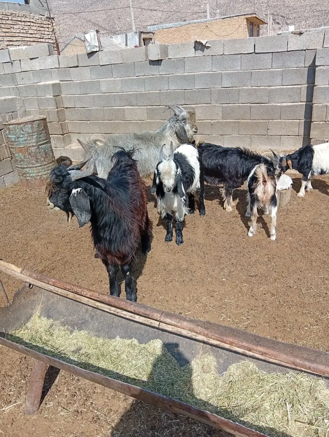 کهره نر فروشی قیمت 325000|حیوانات مزرعه|طسوج, |دیوار